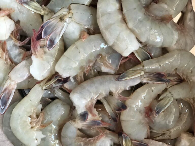 Levantamiento de la veda para la pesca de camarón en Sonora será el 22 de septiembre de 2026