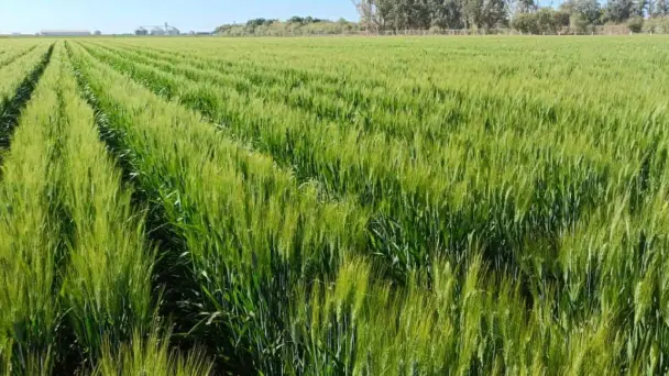 Sistema de presas del río Yaqui asegura agua para mitad de la siembra agrícola en el Valle del Yaqui