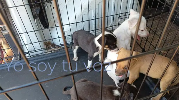Perrito muere quemado y cinco cachorros sobreviven tras ataque en Guaymas