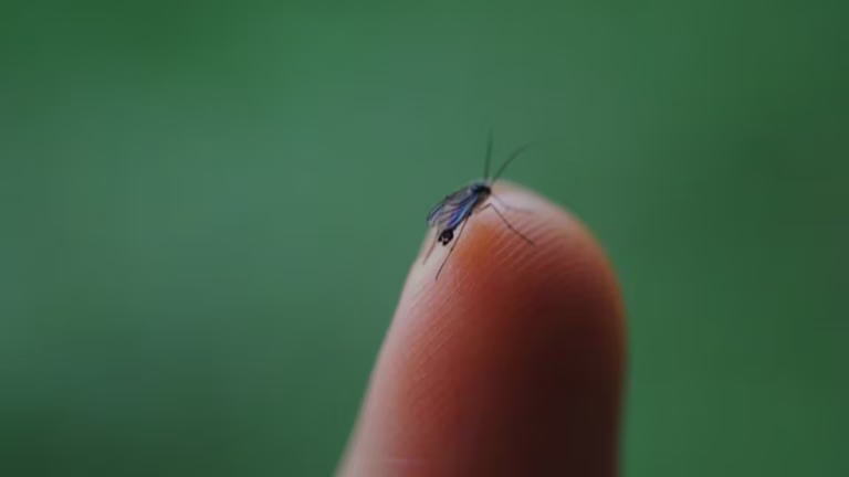 Sonora lidera casos confirmados de dengue en México con mil 195 contagios