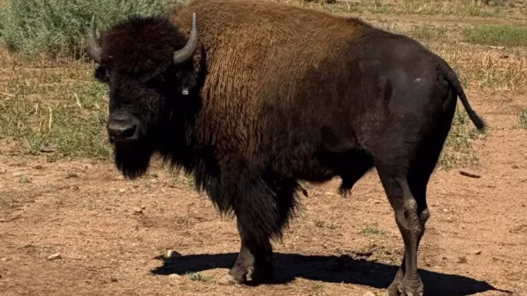 Liberan 44 bisontes americanos en Agua Prieta tras dos siglos de ausencia
