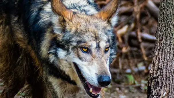 Estados Unidos considera retirar protección federal al lobo mexicano, alertan expertos