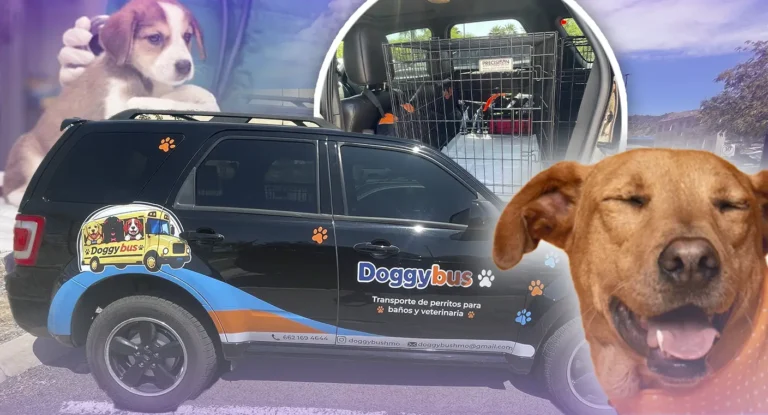 Doggy Bus, el nuevo servicio de transporte para mascotas en Hermosillo