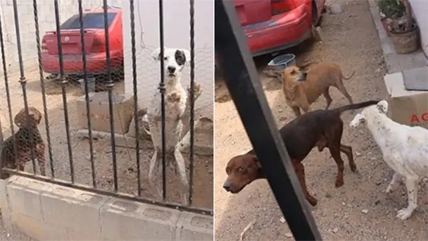 Rescatan en Hermosillo a tres perros en condiciones críticas de abandono