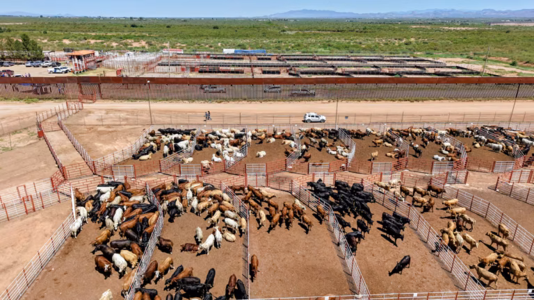 Sonora busca triplicar exportación diaria de ganado a Estados Unidos