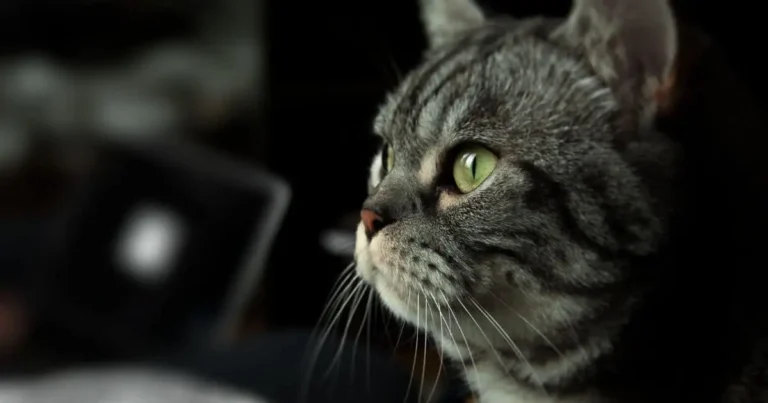 Gato en Álamos bajo observación por posible gusano barrenador