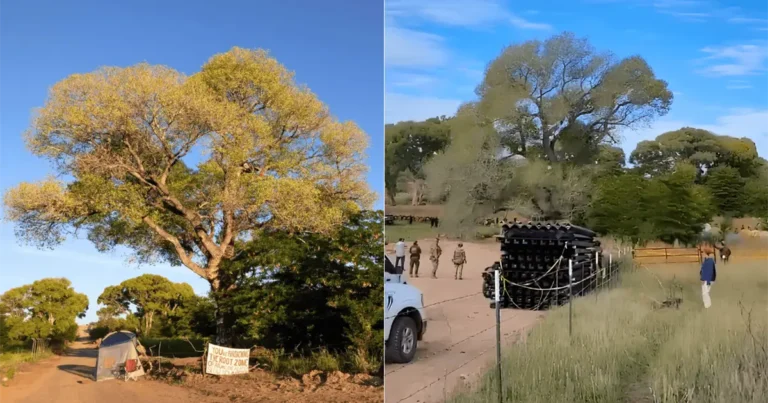Derriban histórico álamo ‘La Abuela’ en Arizona y desatan protestas por muro fronterizo