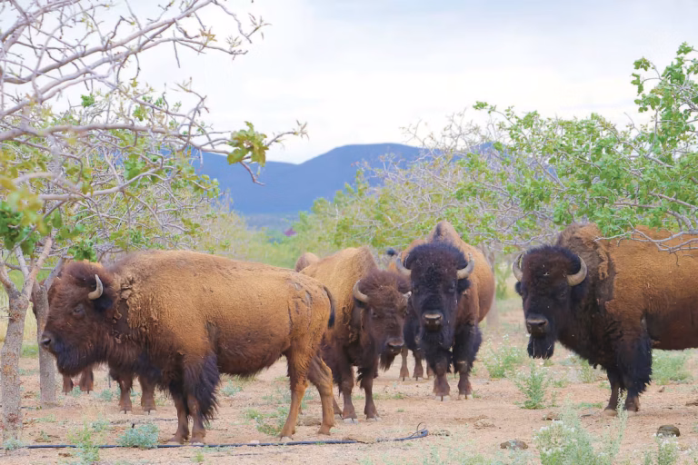 Reintroducen 29 bisontes en la reserva Cuenca Los Ojos tras 200 años de ausencia