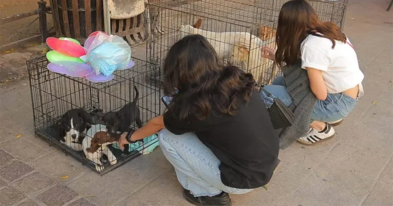 Fundación Pata de Perro pide cautela en adopciones de mascotas por Halloween