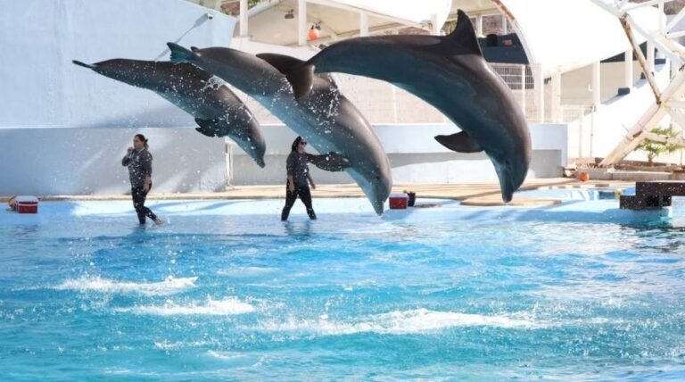 Coalición Animalista exige cierre del Delfinario Sonora tras muerte de nueve delfines